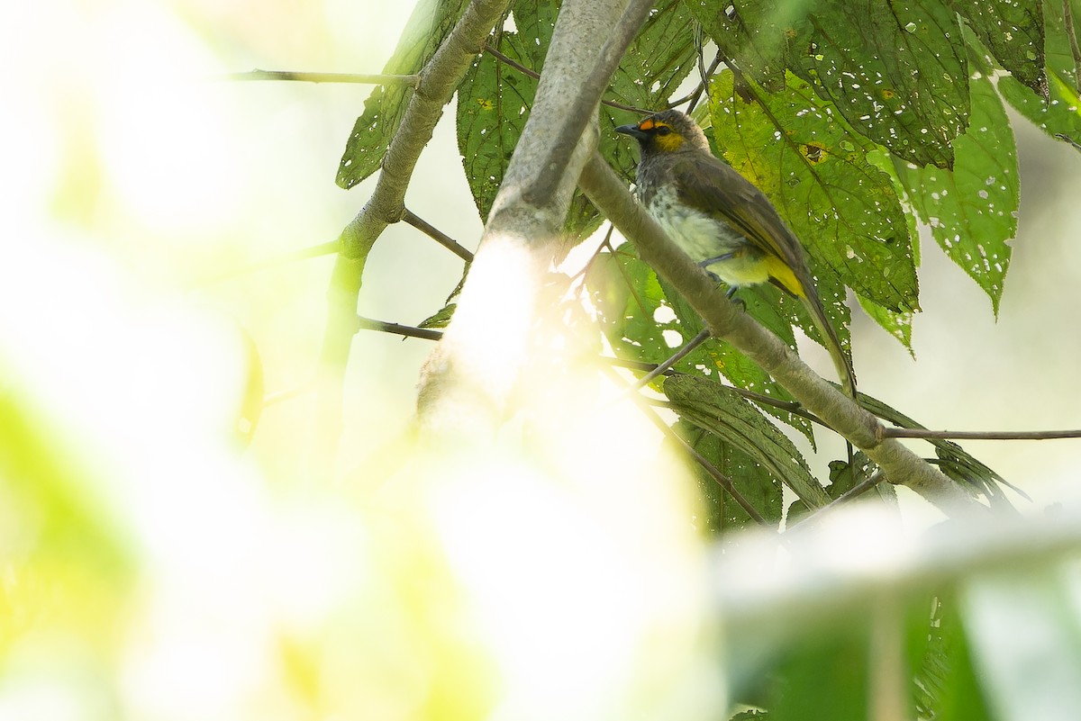 Orange-spotted Bulbul - ML640511440