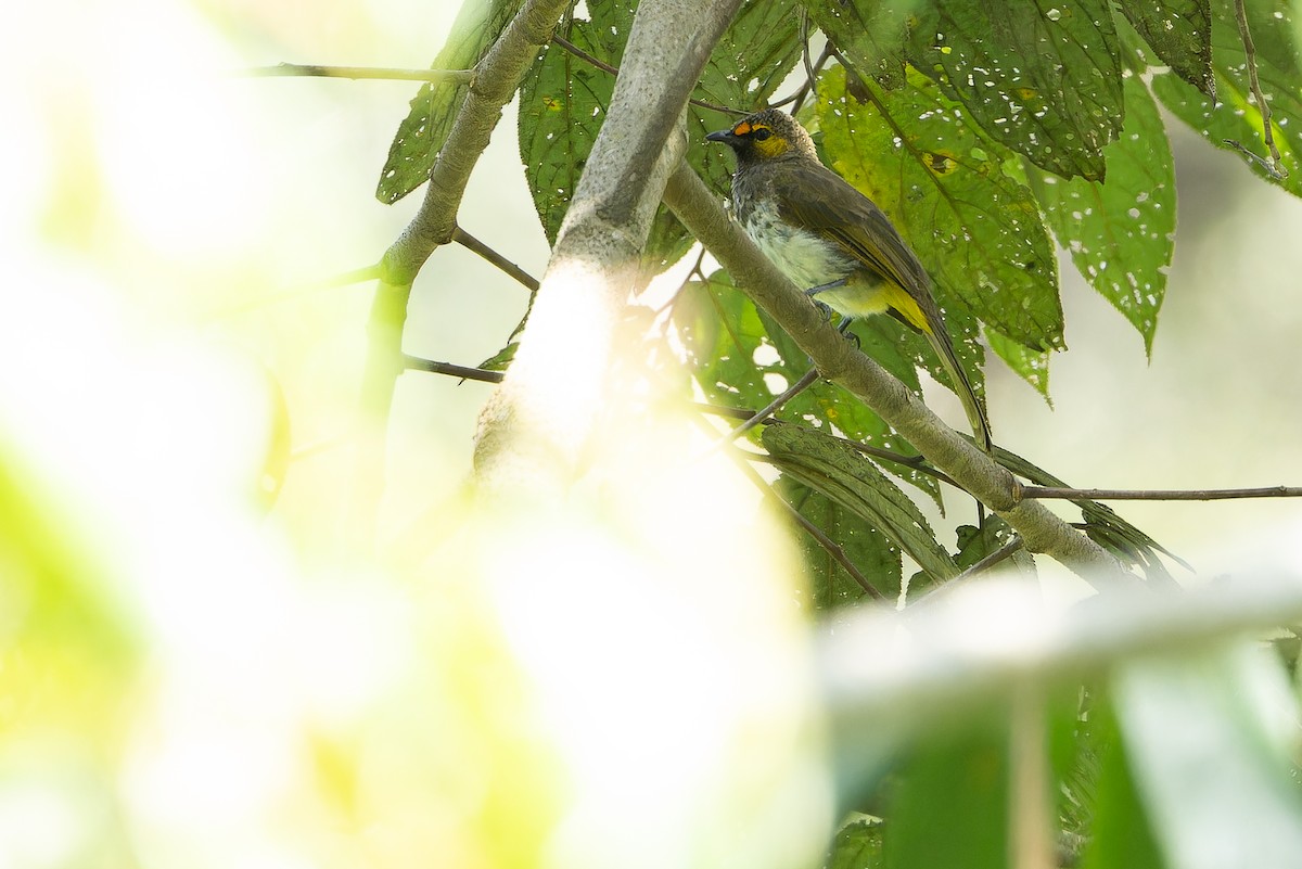 Orange-spotted Bulbul - ML640511441