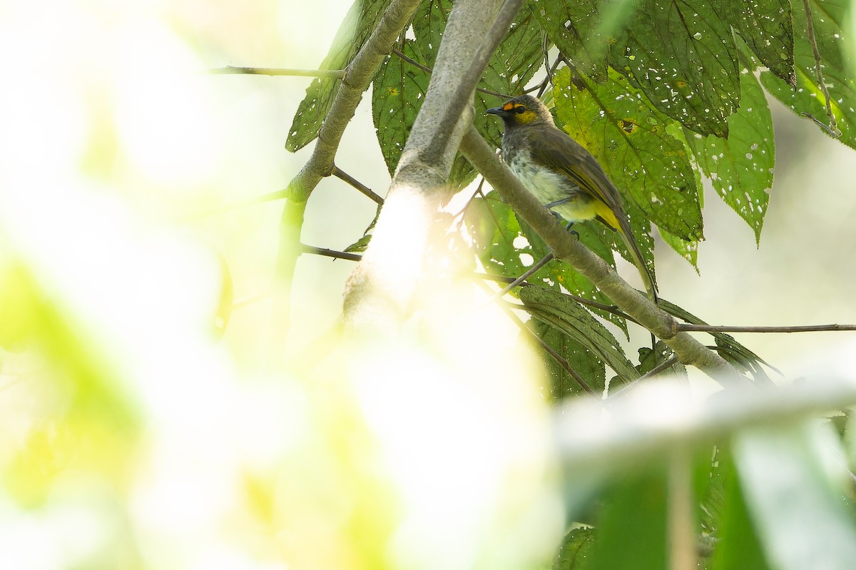 Orange-spotted Bulbul - ML640511442