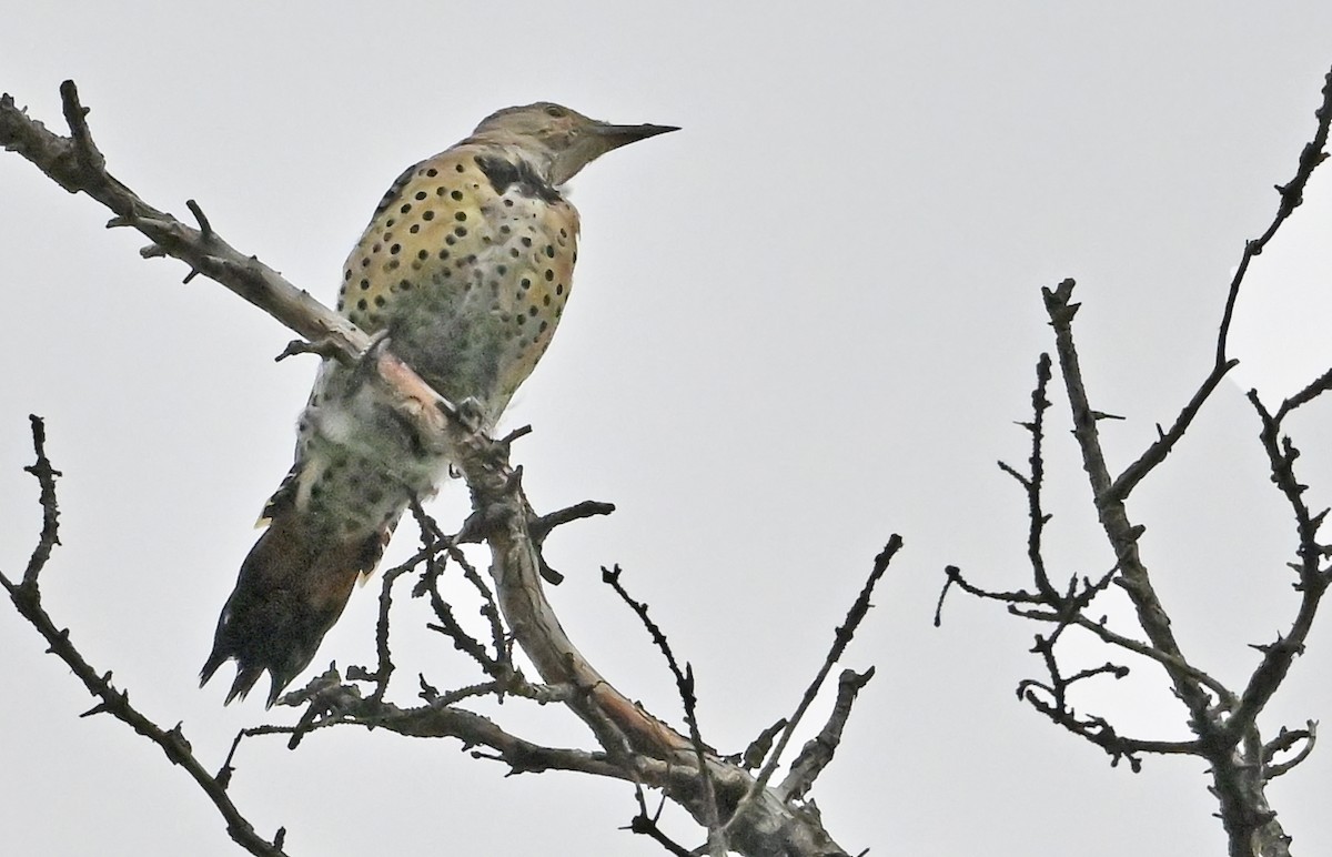 Northern Flicker (Yellow-shafted x Red-shafted) - ML640511484