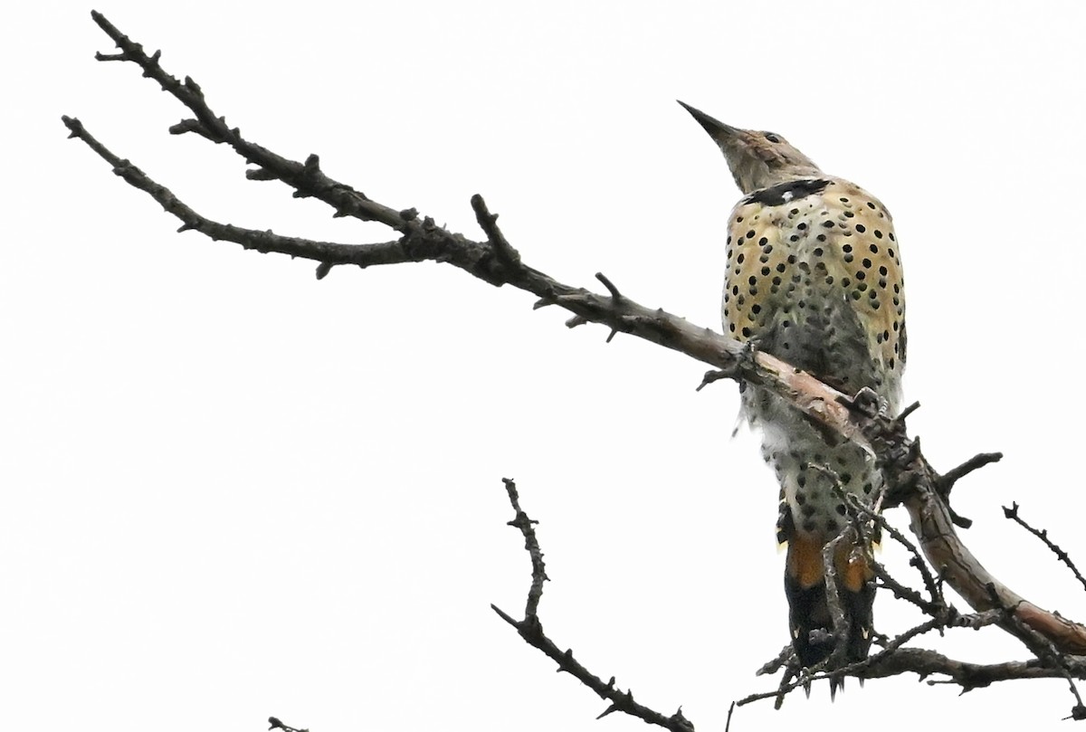 Northern Flicker (Yellow-shafted x Red-shafted) - ML640511487