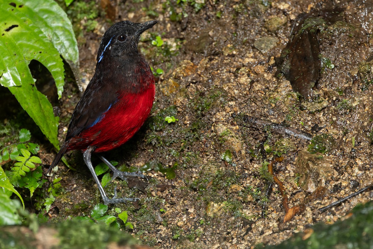 Graceful Pitta - ML640511498