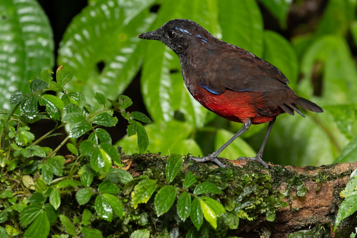 Graceful Pitta - ML640511501