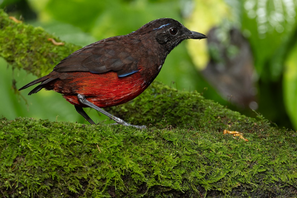 Graceful Pitta - ML640511502