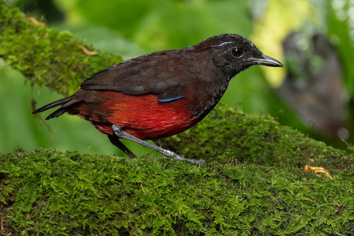 Graceful Pitta - ML640511504
