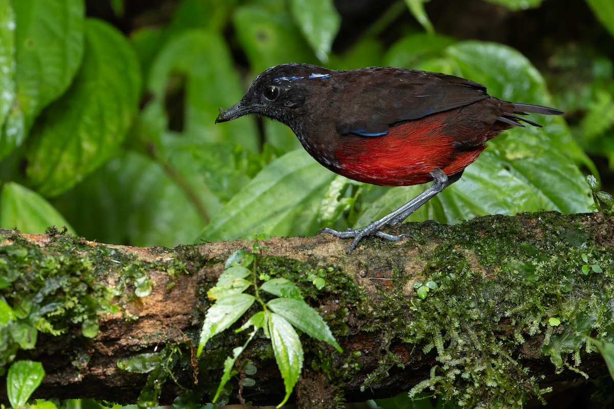 Graceful Pitta - ML640511506