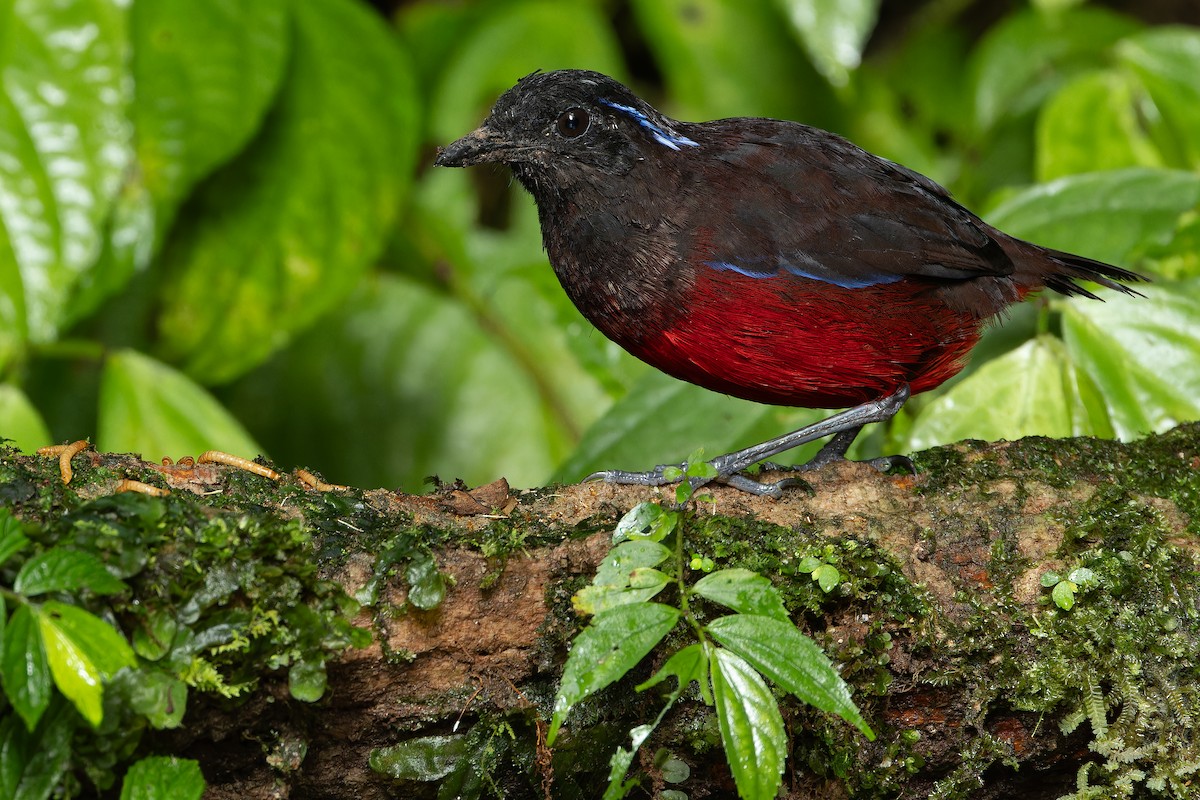 Graceful Pitta - ML640511507