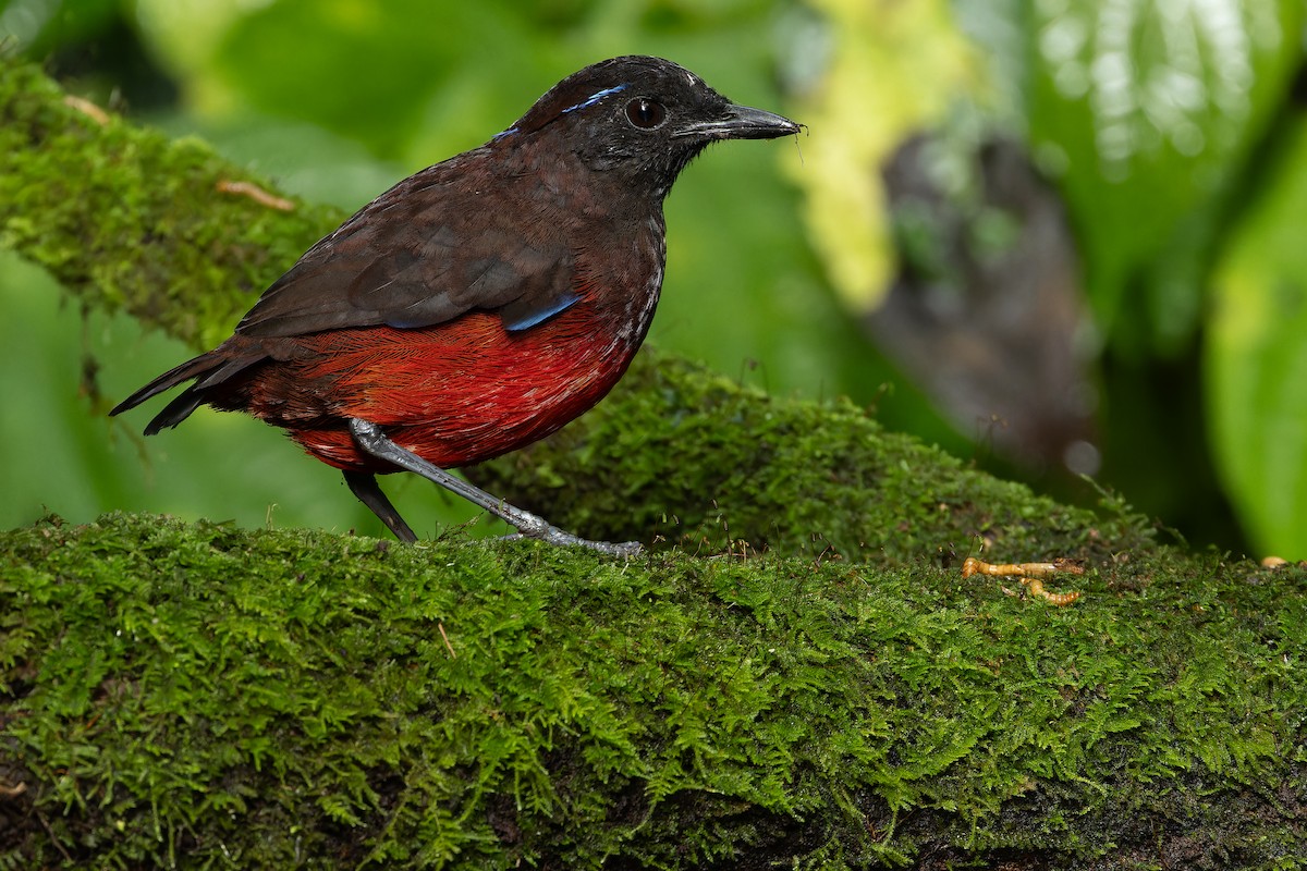 Graceful Pitta - ML640511508