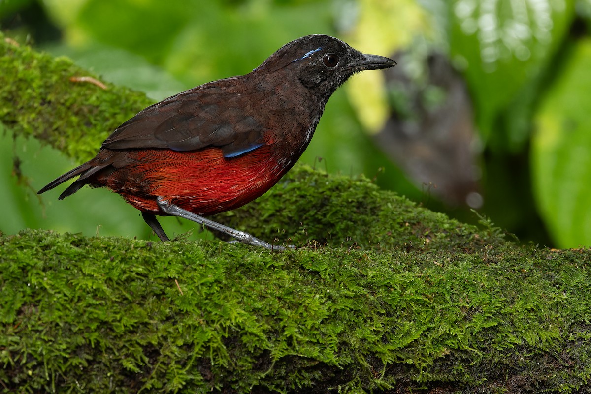 Graceful Pitta - ML640511509