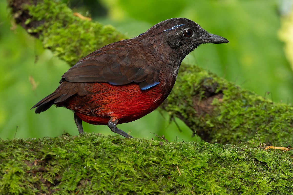 Graceful Pitta - ML640511510