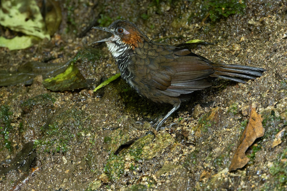 Marbled Wren-Babbler - ML640511551