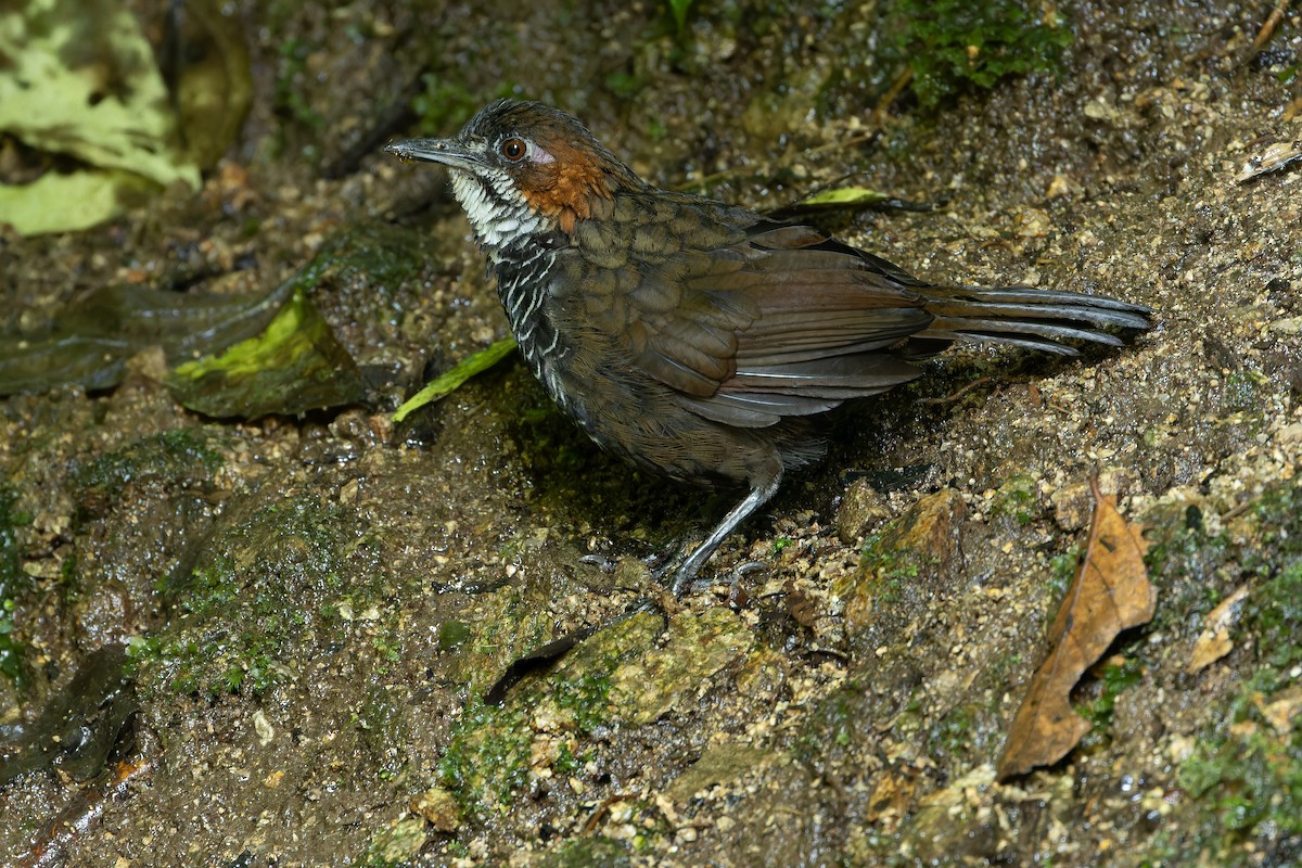 Marbled Wren-Babbler - ML640511552
