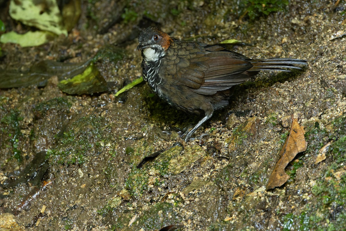 Marbled Wren-Babbler - ML640511555