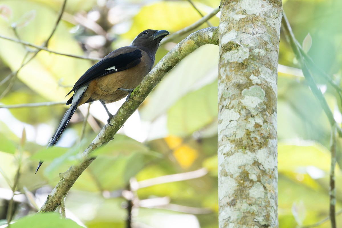 Sumatran Treepie - ML640511570
