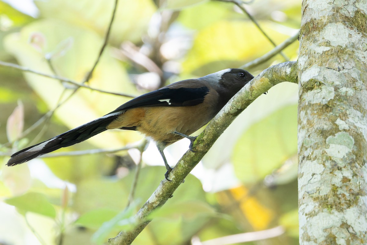 Sumatran Treepie - ML640511571