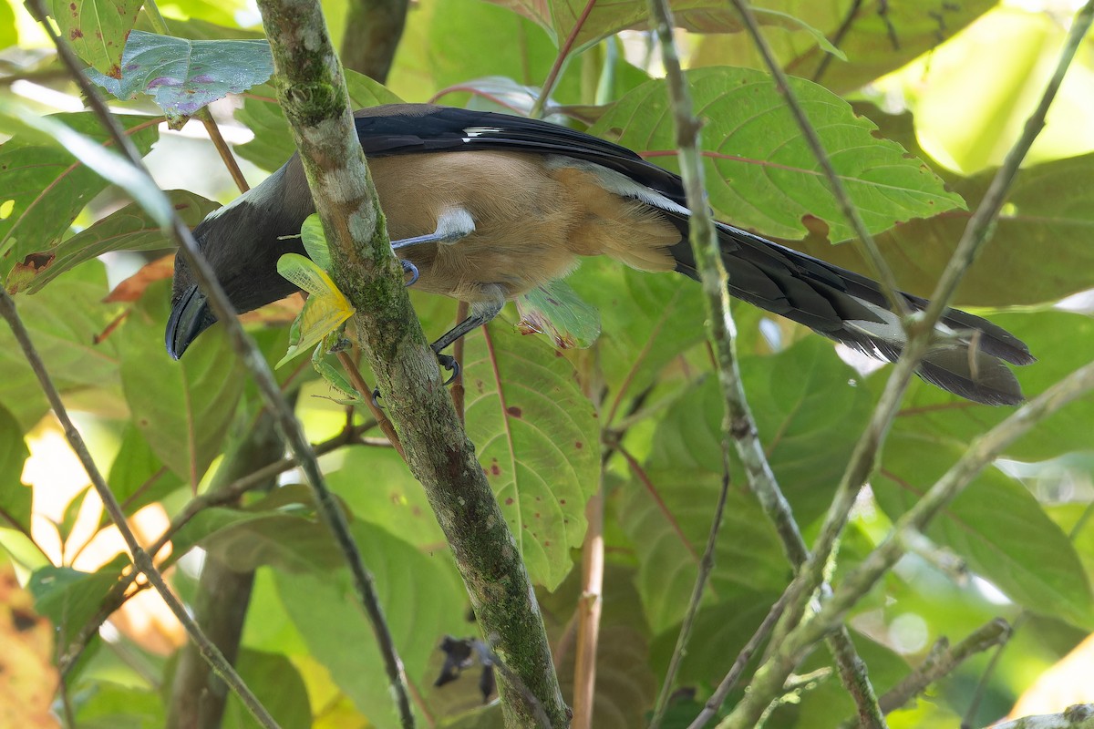 Sumatran Treepie - ML640511572