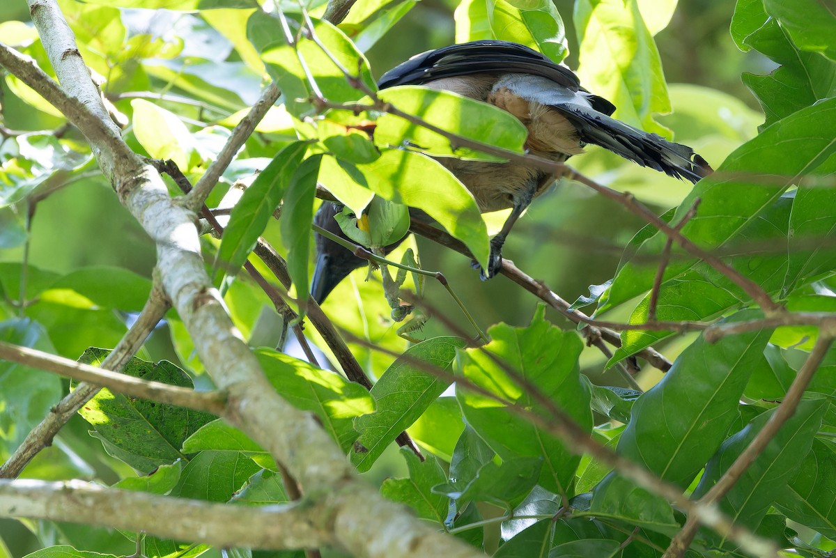 Sumatran Treepie - ML640511574
