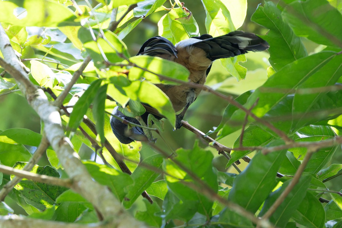 Sumatran Treepie - ML640511575