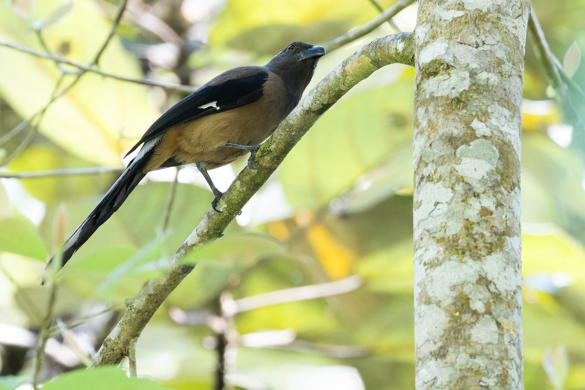 Sumatran Treepie - ML640511576
