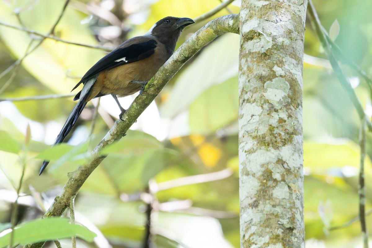 Sumatran Treepie - ML640511577
