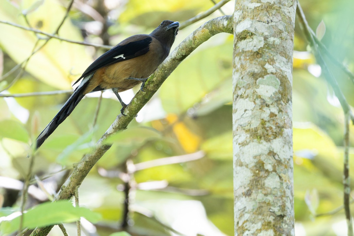 Sumatran Treepie - ML640511579