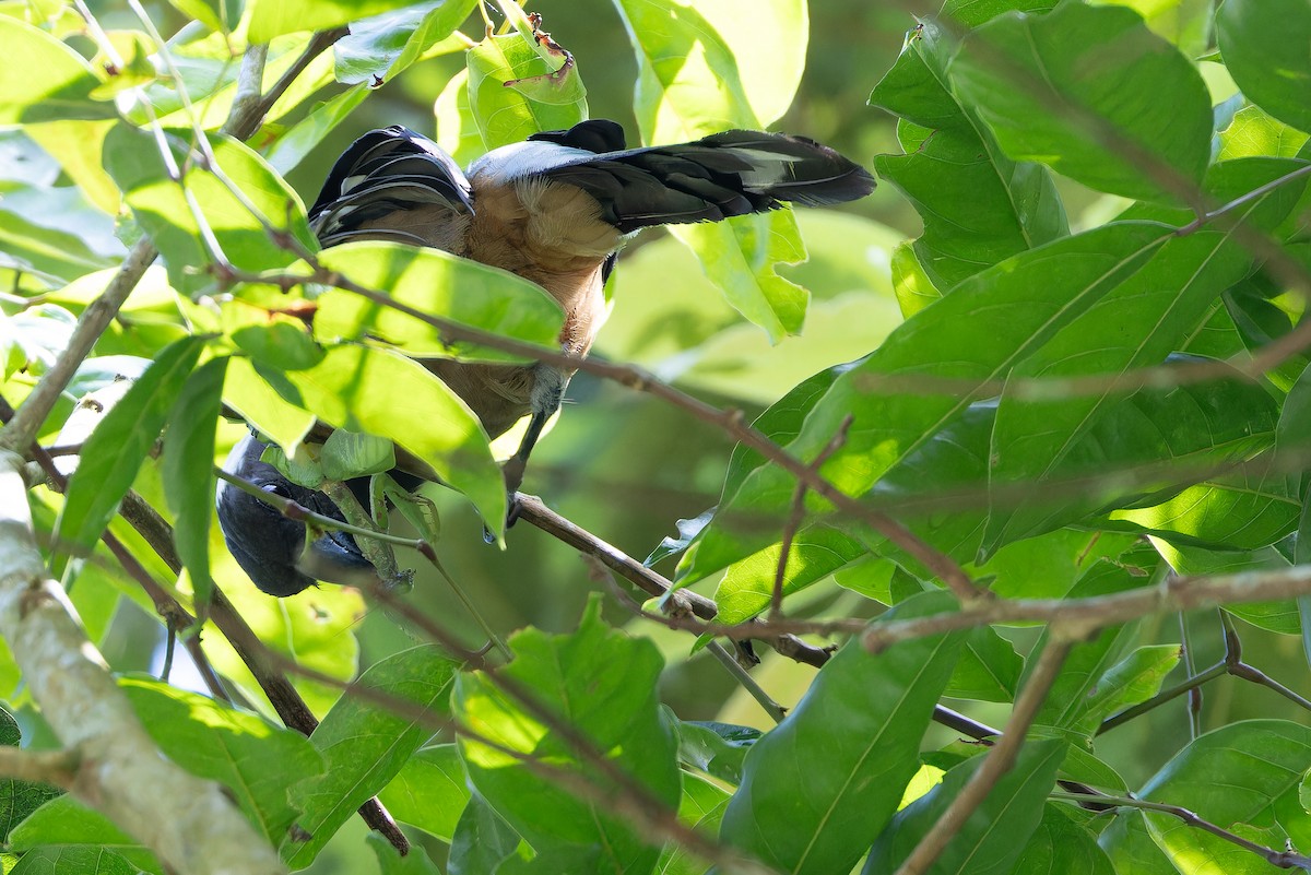 Sumatran Treepie - ML640511580