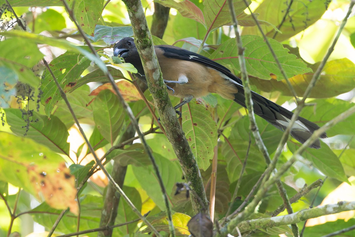 Sumatran Treepie - ML640511581