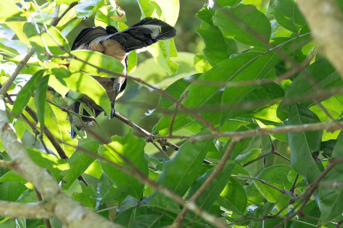 Sumatran Treepie - ML640511582