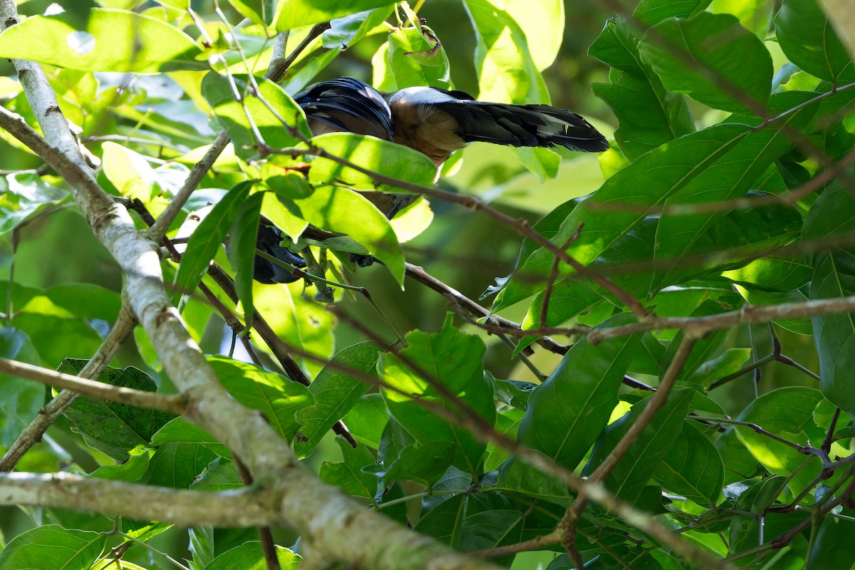 Sumatran Treepie - ML640511583