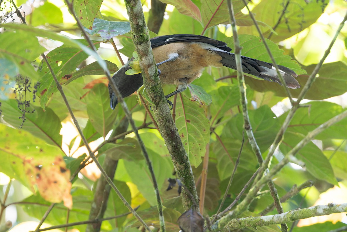 Sumatran Treepie - ML640511584