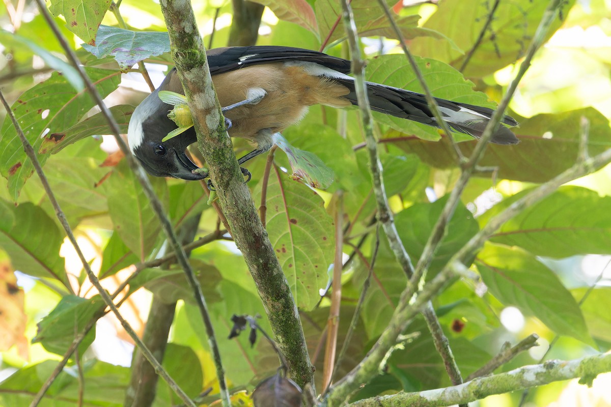 Sumatran Treepie - ML640511585