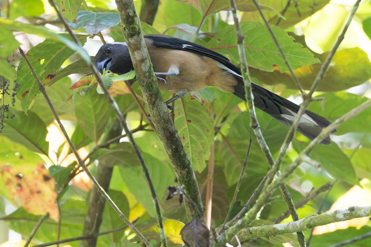 Sumatran Treepie - ML640511586