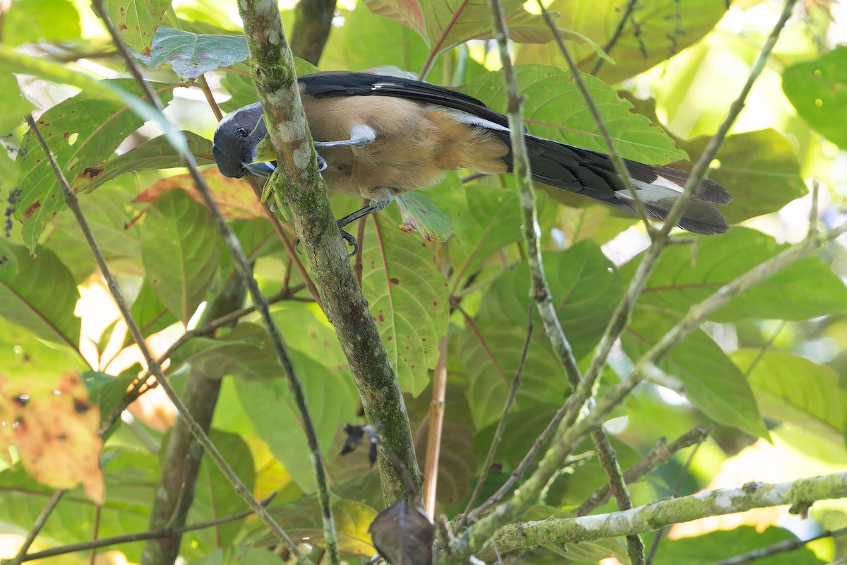 Sumatran Treepie - ML640511587