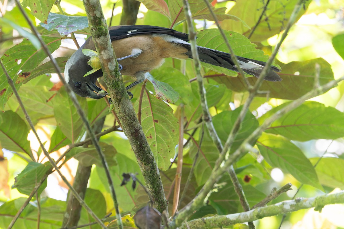 Sumatran Treepie - ML640511588