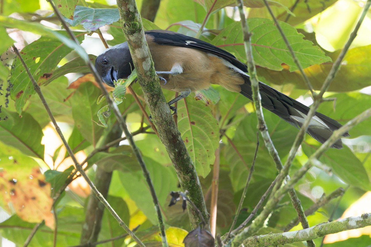Sumatran Treepie - ML640511589