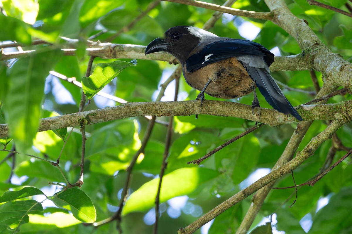 Sumatran Treepie - ML640511590