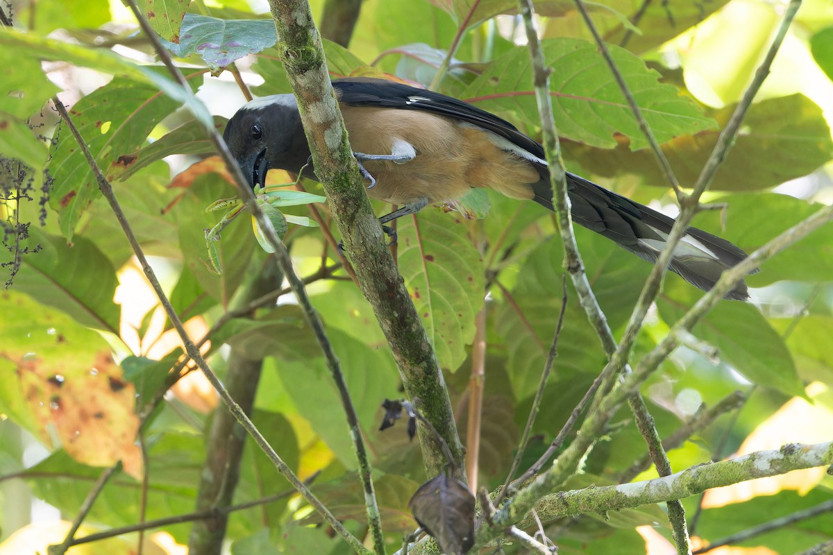 Sumatran Treepie - ML640511591