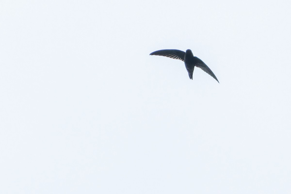 Waterfall Swift - ML640511665