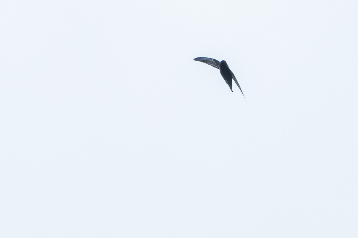 Waterfall Swift - ML640511671