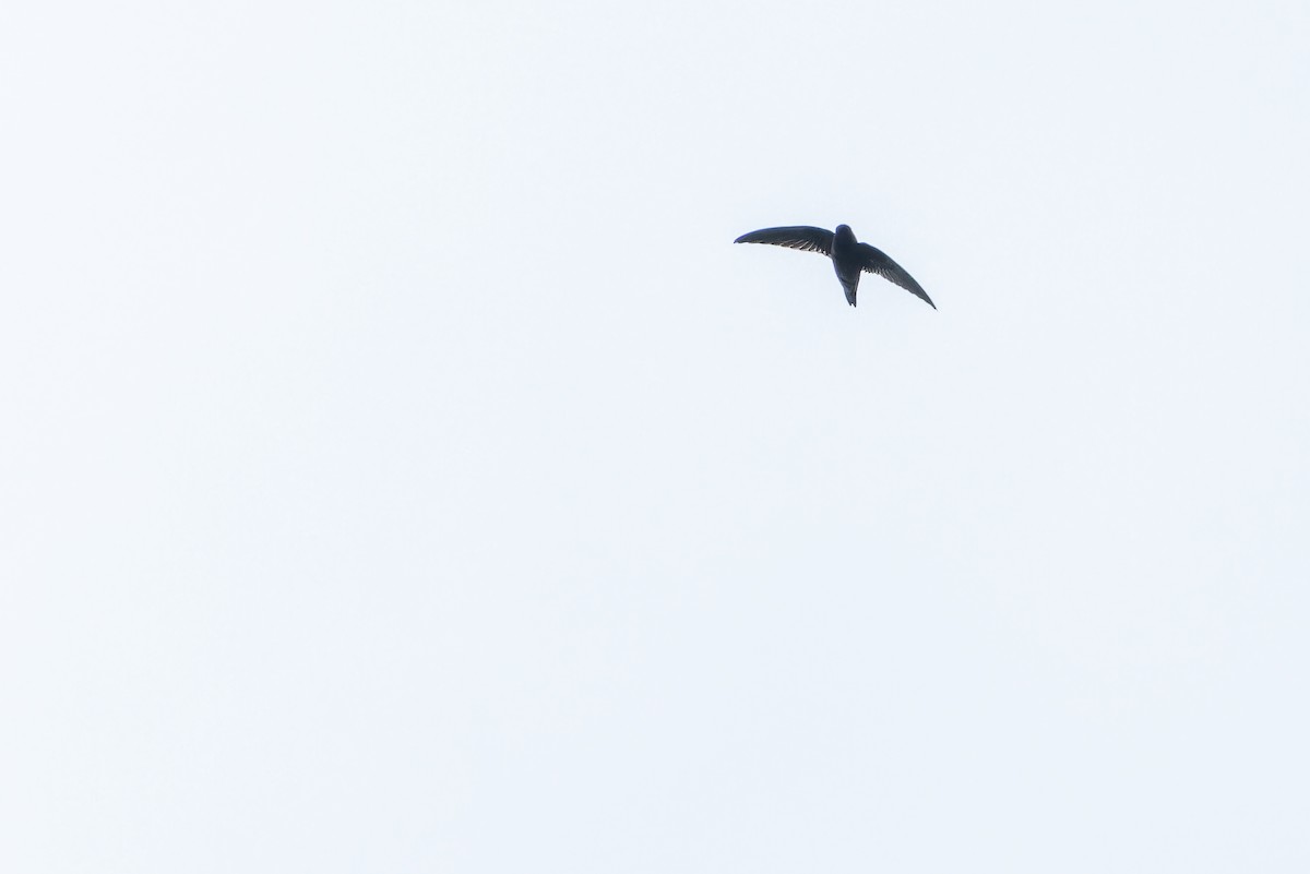 Waterfall Swift - ML640511675