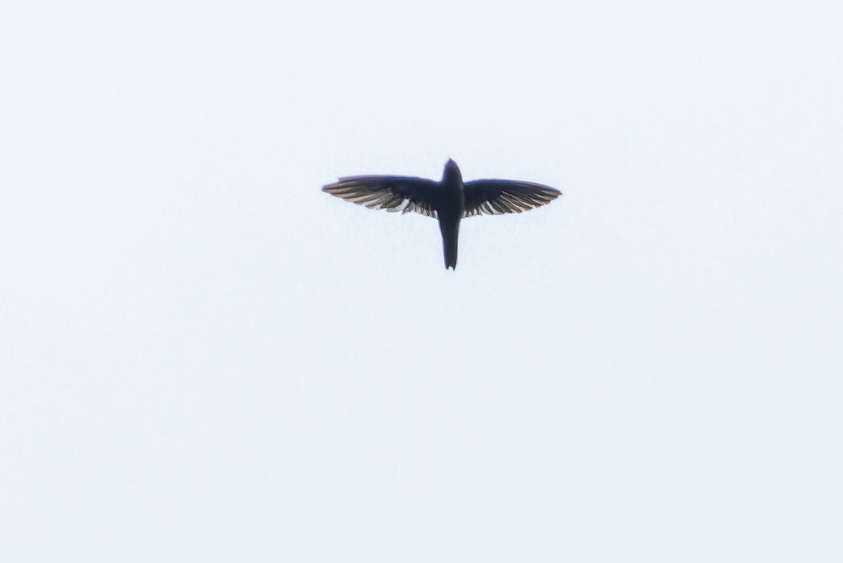 Waterfall Swift - ML640511678