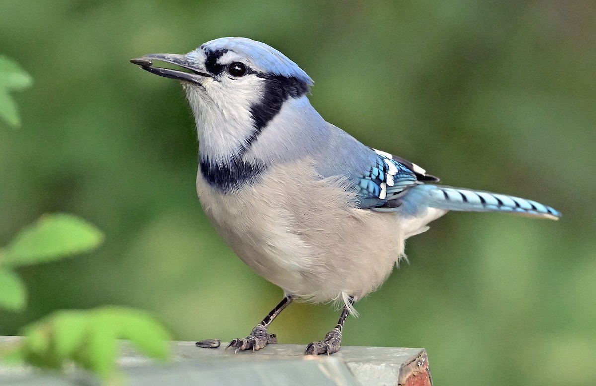 Blue Jay - ML640511680