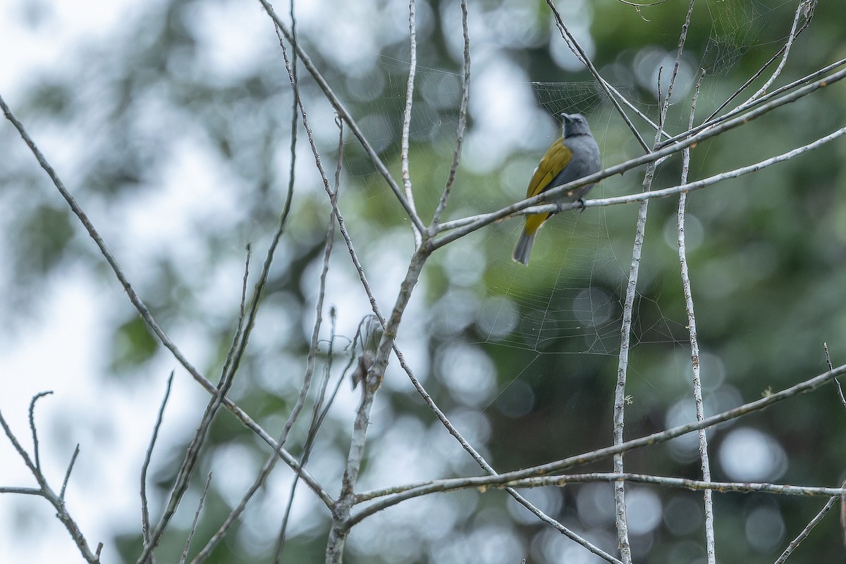 Gray-bellied Bulbul - ML640511698
