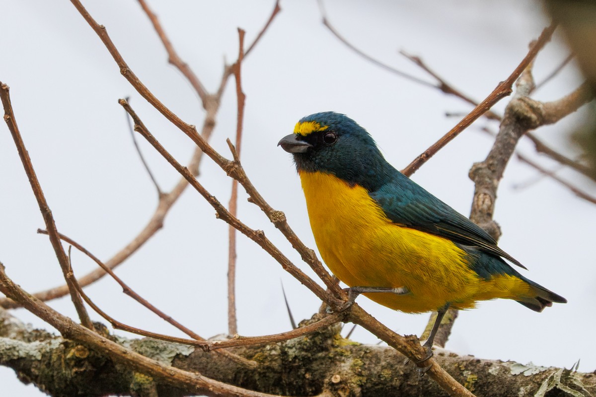 Green-throated Euphonia - ML640511734