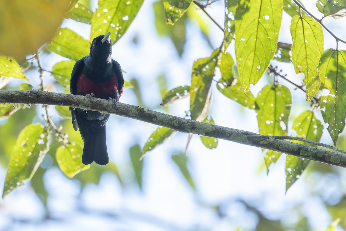 Black-and-crimson Oriole - ML640511747