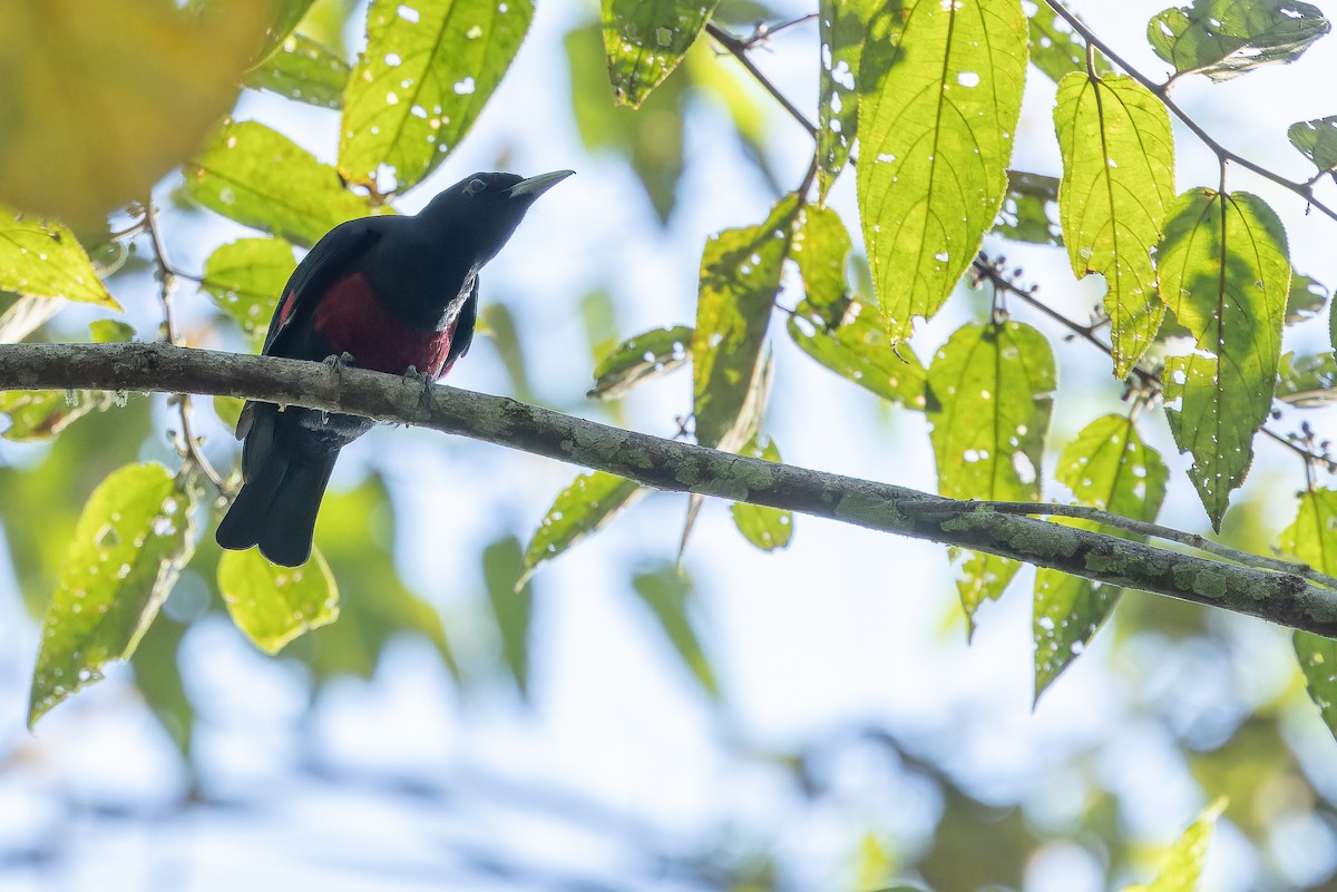 Black-and-crimson Oriole - ML640511748