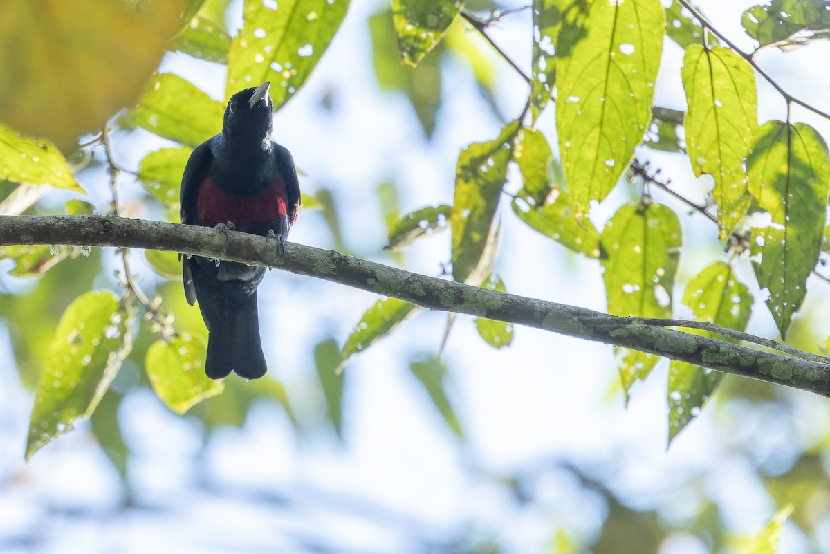 Black-and-crimson Oriole - ML640511749