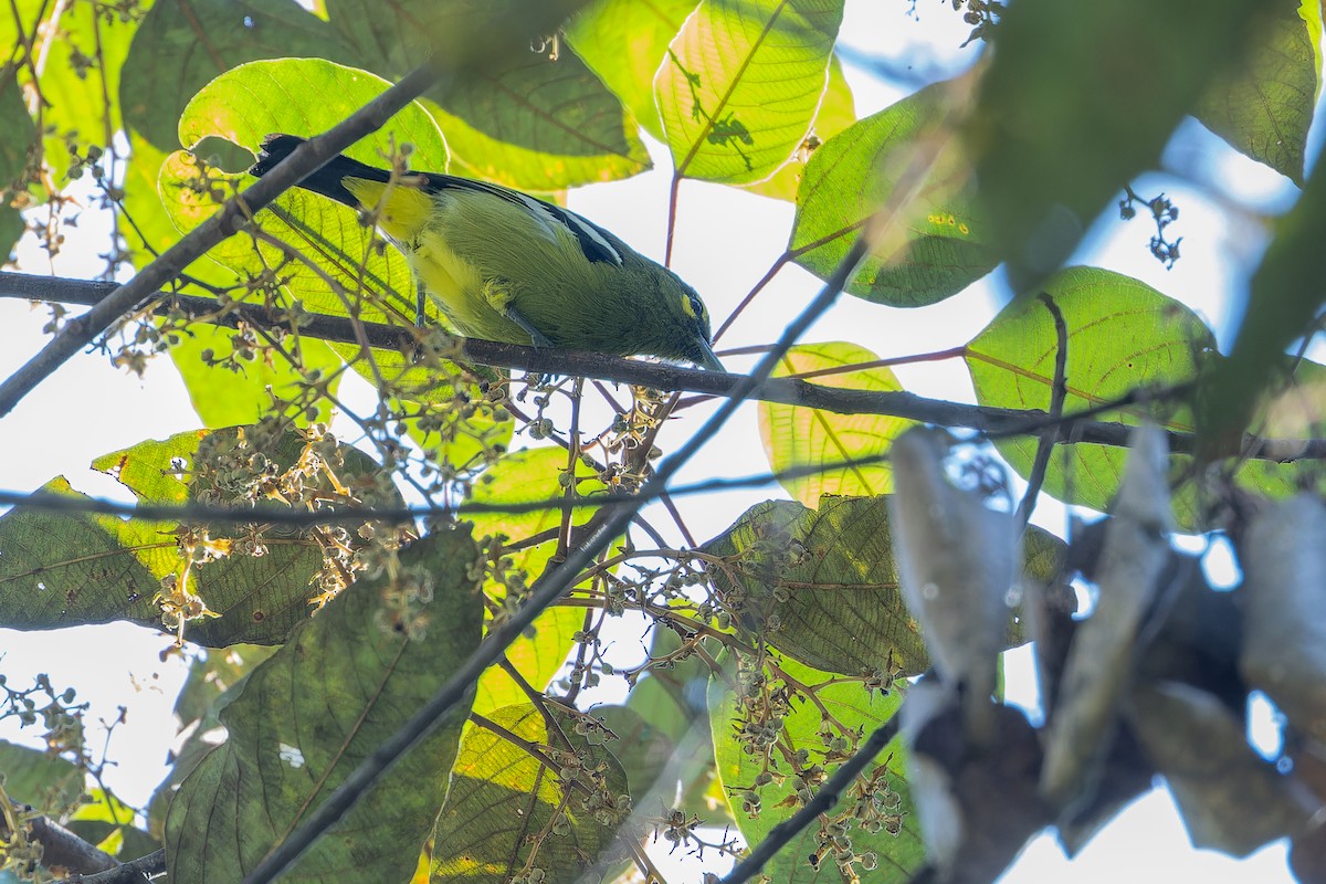 Green Iora - ML640511827