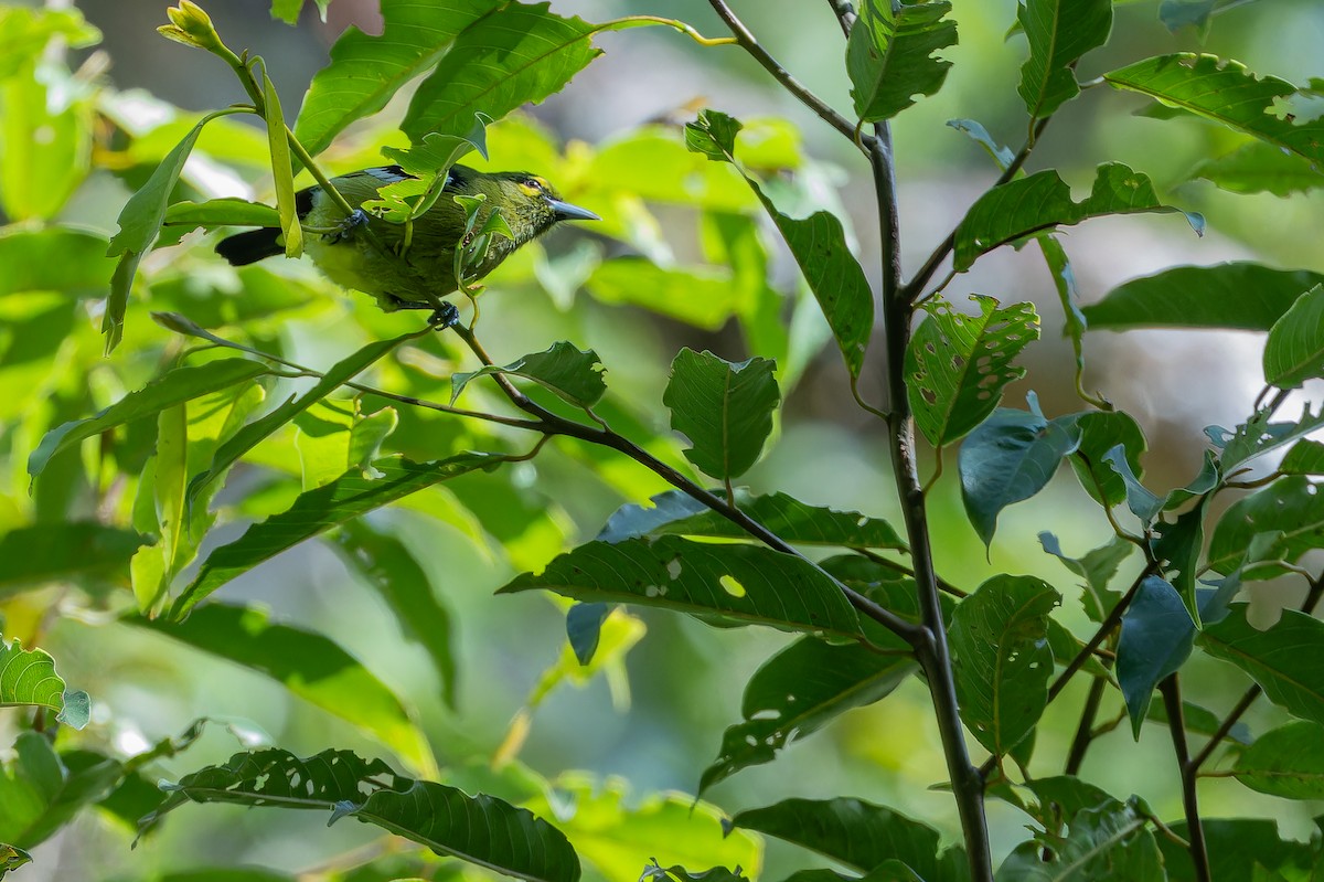 Green Iora - ML640511828