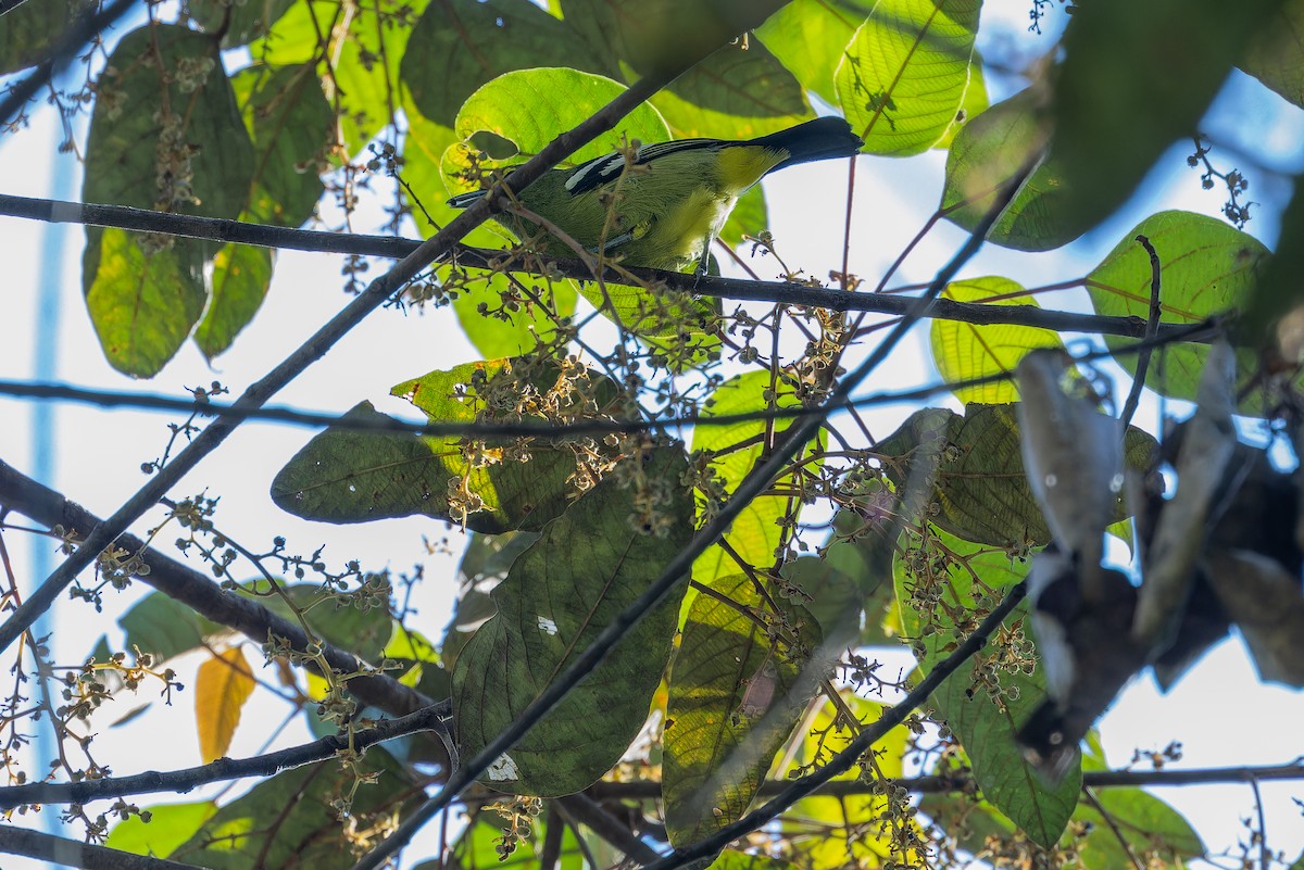 Green Iora - ML640511830